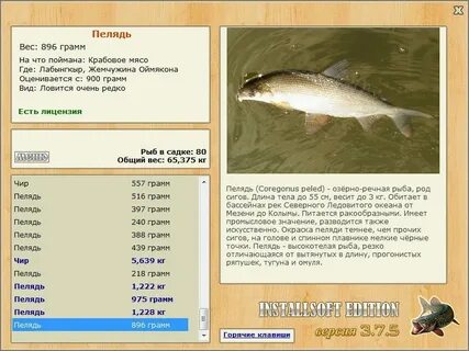 Пелядь описание