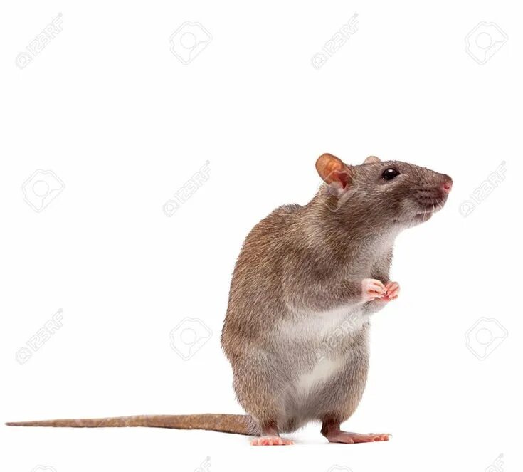 You are a rat