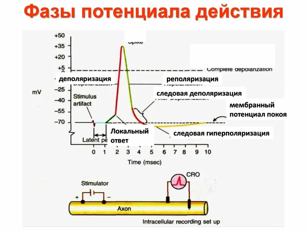 Максимальное использование потенциала. Фазы потенциала действия мышечного волокна график. Схема потенциала действия фазы. Потенциал действия фазы и механизмы. Механизм возникновения фаз потенциала действия.