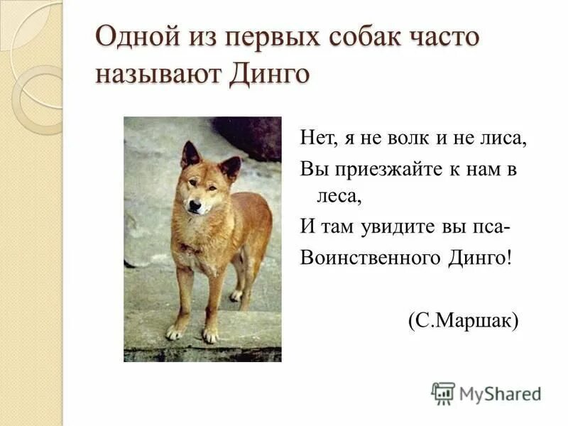 Дикая собака динго презентация. Маршак собака Динго. Дикая собака Динго. Собака Динго стих. Австралийский Динго сообщение.