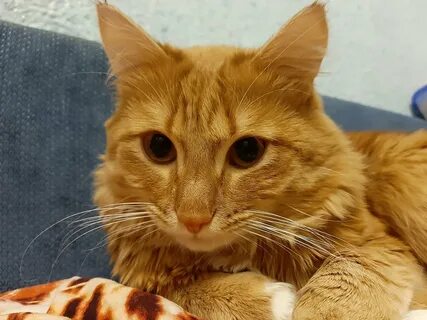 Кота зовут мурзик