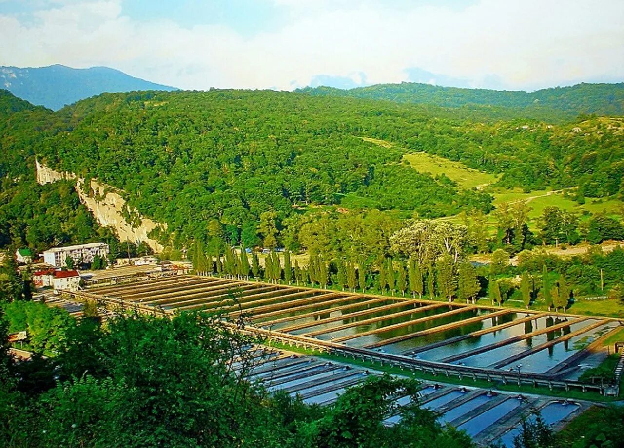 Форелевое хозяйство в адлере. Форелевая ферма сочи. Форелевое хозяйство сайт. Форелеводческий завод адлер. Форелеводческий завод адлер.