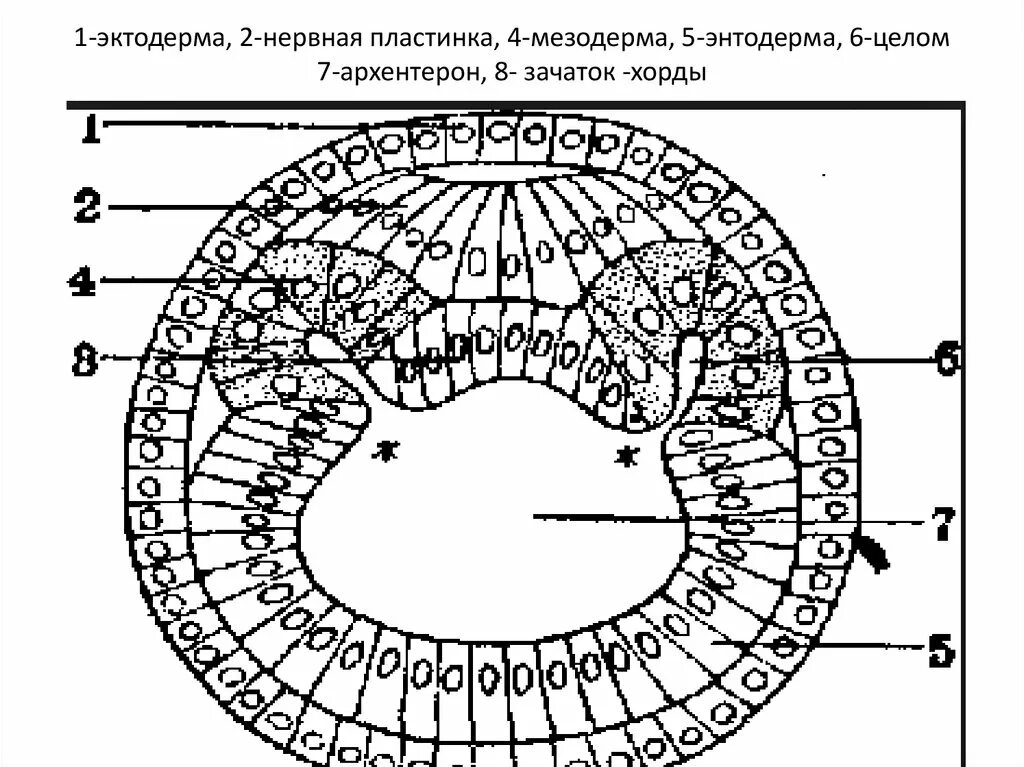 Мезодерма какая система. Дифференцировка эктодермы гистология. Мезодерма эктодерма энтодерма эмбрион. Кольчатые черви мезодерма. Зародышевые листки эктодерма энтодерма мезодерма.