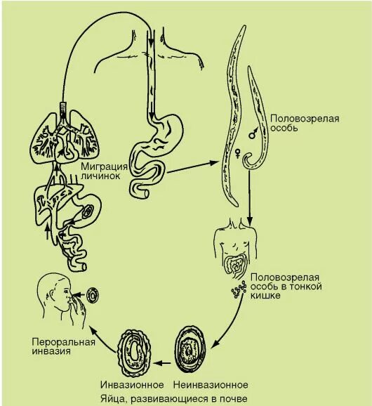 Аскаридоз жизненный цикл схема. Схема жизненного цикла аскариды (Ascaris lumbricoides). Жизненный цикл аскариды человеческой схема. Цикл развития аскариды схема.