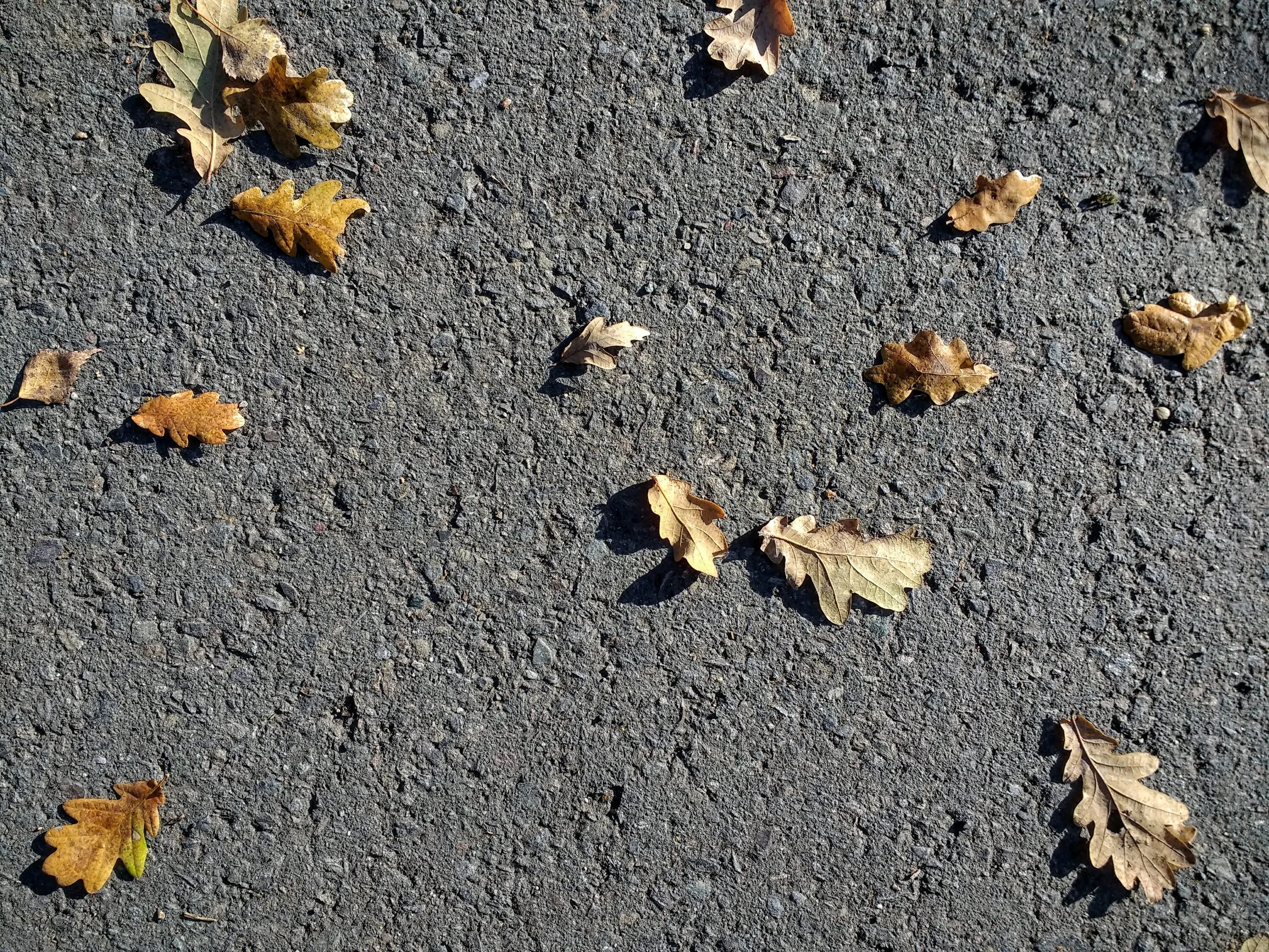 Free sidewalk leaf Images, Pictures, and Royalty-Free Stock Photos FreeImages