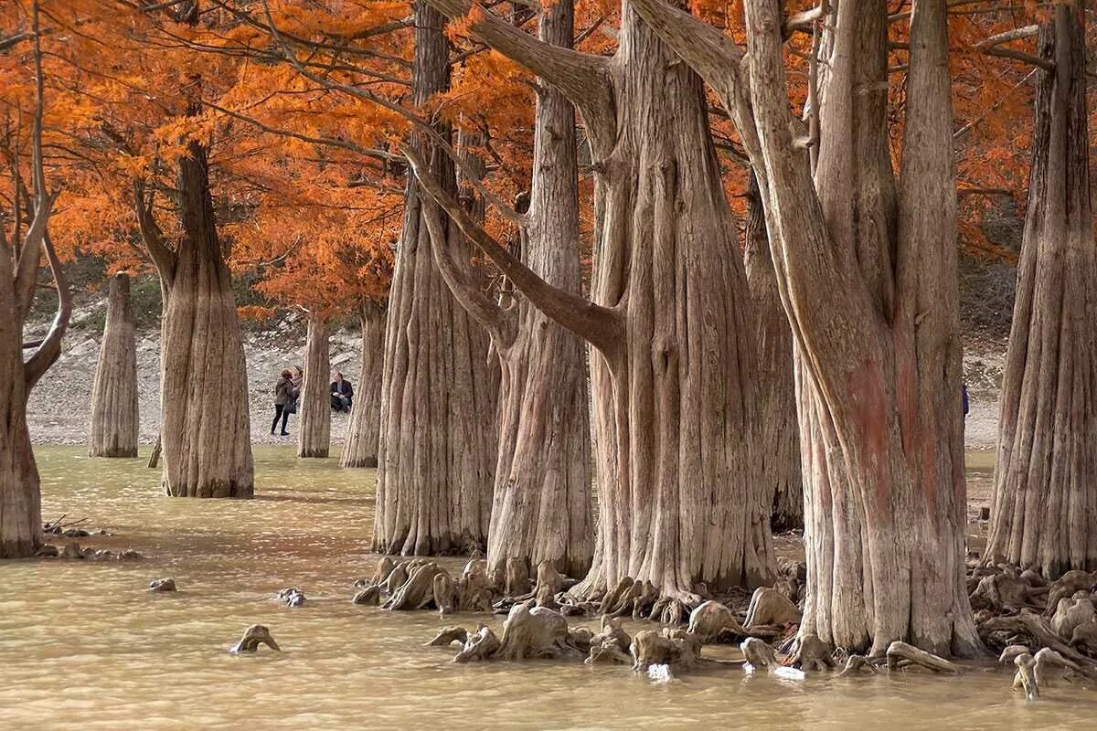 Где деревья в воде