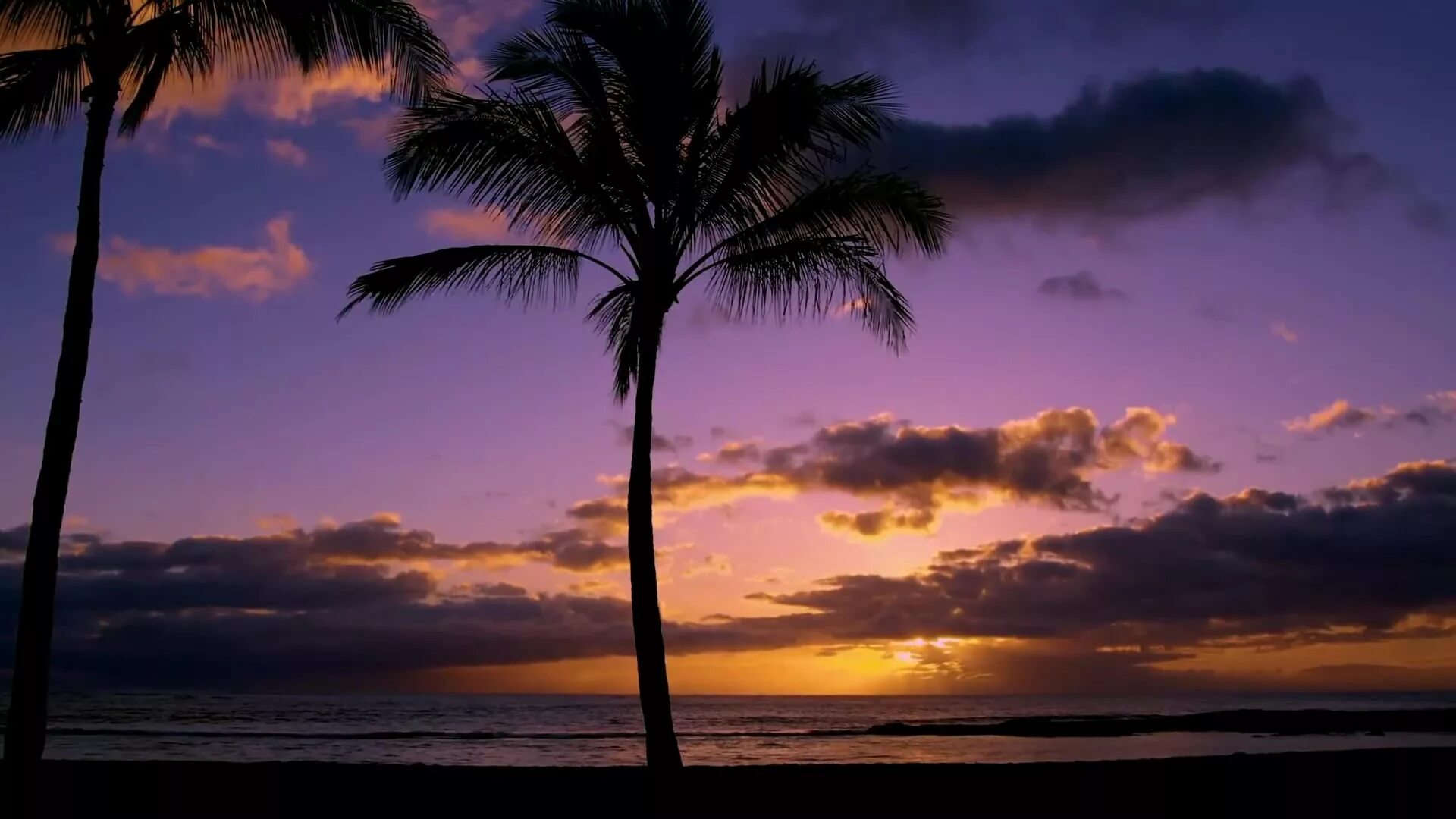 Мне ночью снятся пальмы и море песня. Песня а мне снятся пальмы и море. Девушка под пальмой закат. Мне ночью снятся пальмы и море песня. Мне ночью снятся пальмы и море песня.