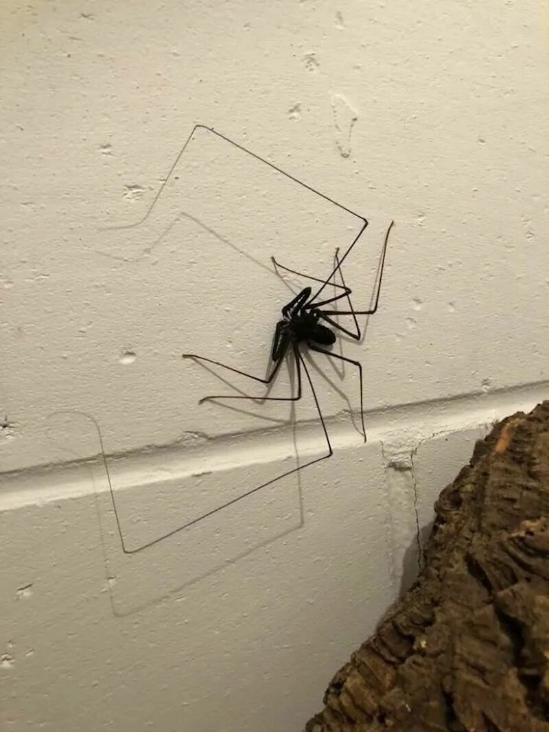 Паук дома. Домашние пауки. Огромные домашние пауки. Маленький паук.