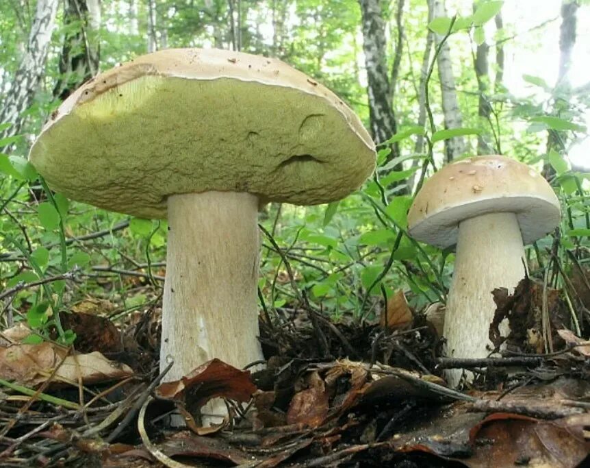 Белый гриб берёзовый boletus betulicola. Боровик на березе. Боровик с белой шляпкой. Боровик колосовик. Боровик гриб и белый гриб.