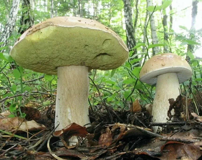 Виды белых грибов описание. Белый гриб берёзовый Boletus betulicola. Боровик березовый. Боровик колосовик. Луговой белый гриб.