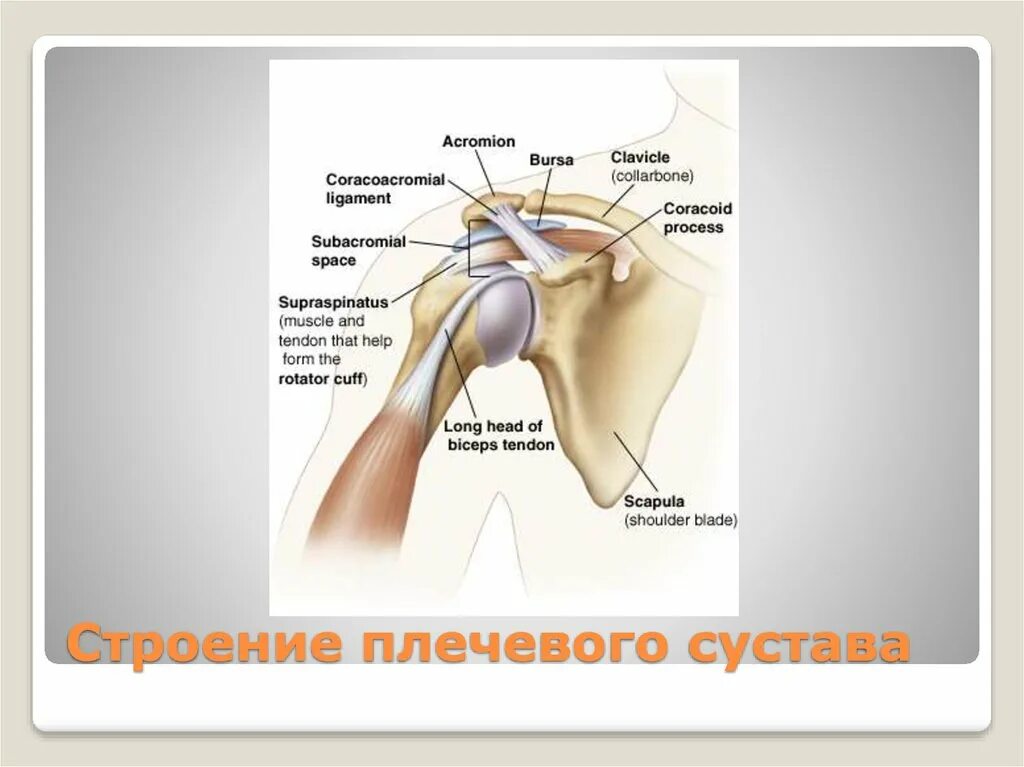 Анатомия плечевого сустава. Строение плечевого сустава. Строениеплечегого сустава. Плечевой сустав анатомия строение. Строение плечелопаточного сустава.