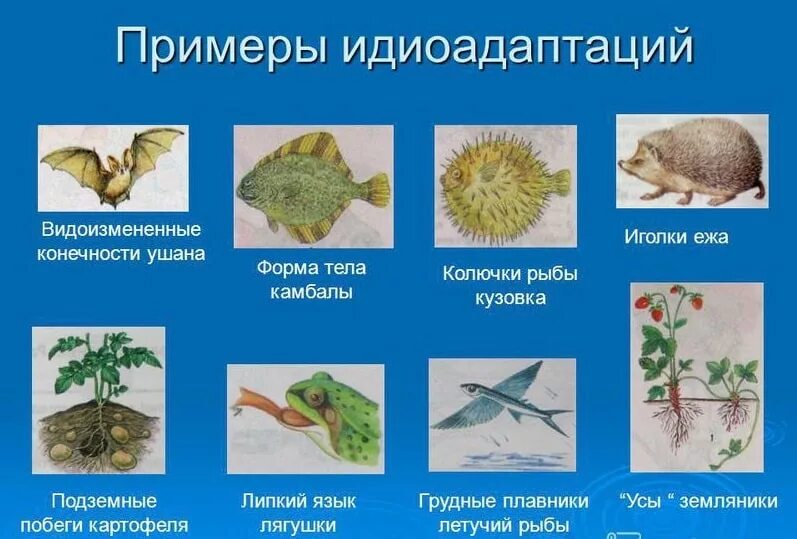 Ароморфозы и идиоадаптации у растений и животных. Идиоадаптация примеры. Идиоадаптация у животных. Идиоадаптация примеры у животных.