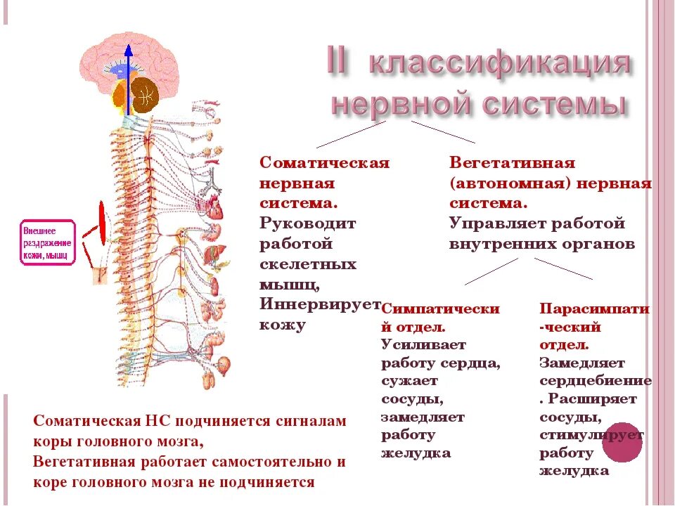 Строение и функции симпатического отдела. Симпатический отдел нервной системы человека. Нервная система классификация строение функции. Строение симпатического отдела вегетативной нервной системы схема. Схема строения вегетативной и соматической нервной системы.