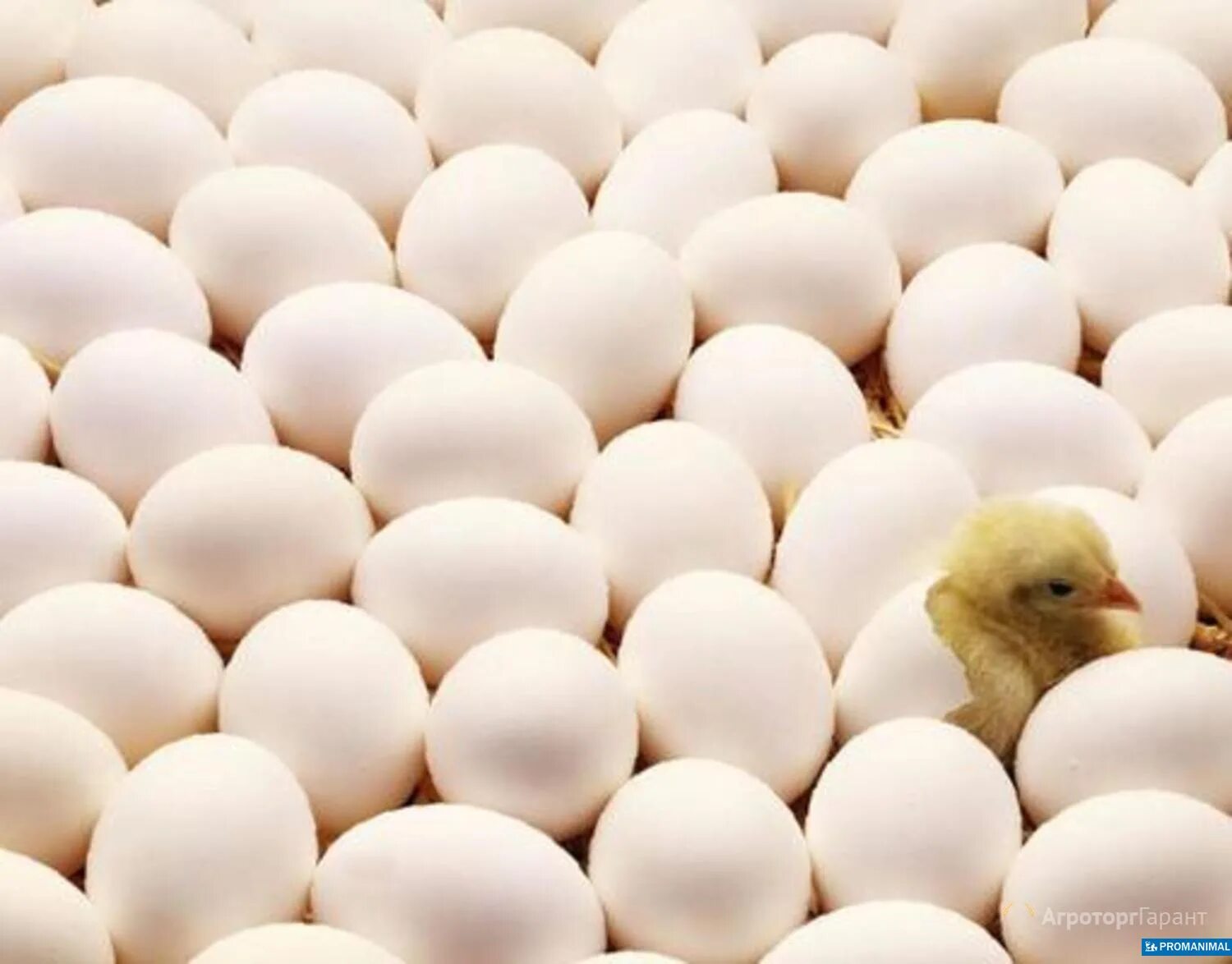 Инкубационные яйца птицы купить. Инкубационное яйцо бройлера. Яйцо инкубационное Росс-308 Россия. Инкубационное яйцо бройлера Кобб 500. Инкубационное яйцо бройлера от производителя.