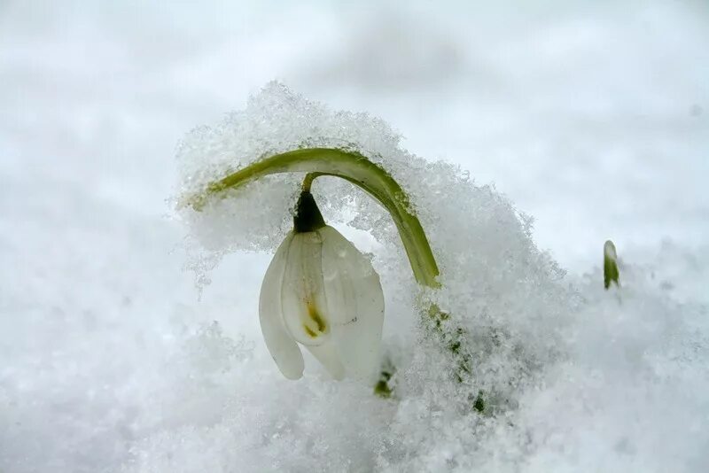 Снежок подснежник. Подснежники из под снега. Подснежники в снегу. Подснежники под снегом. Подснежник пробивается сквозь снег.