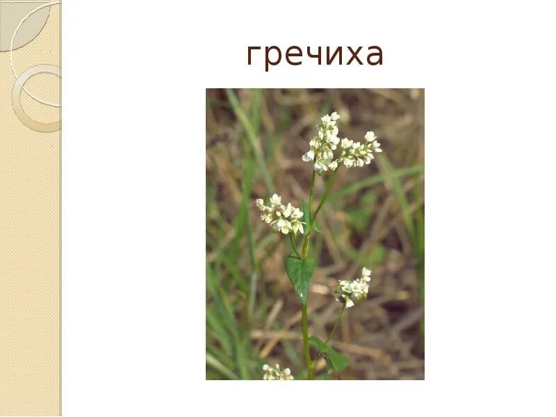 Кукла гречиха. Гречиха зерно. Кукла гречиха. Гречиха культурное растение. Гречиха формула.
