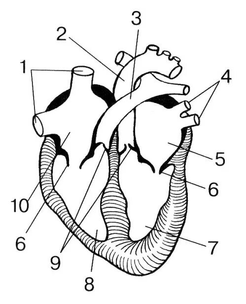 Какая структура сердца человека изображена на рисунке. Строение сердца. Зарисовка строения сердца. Строение сердца человека. Строение сердца рисунок.