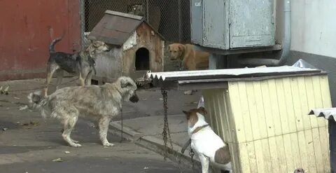 Отдать кошку в приют в ростове