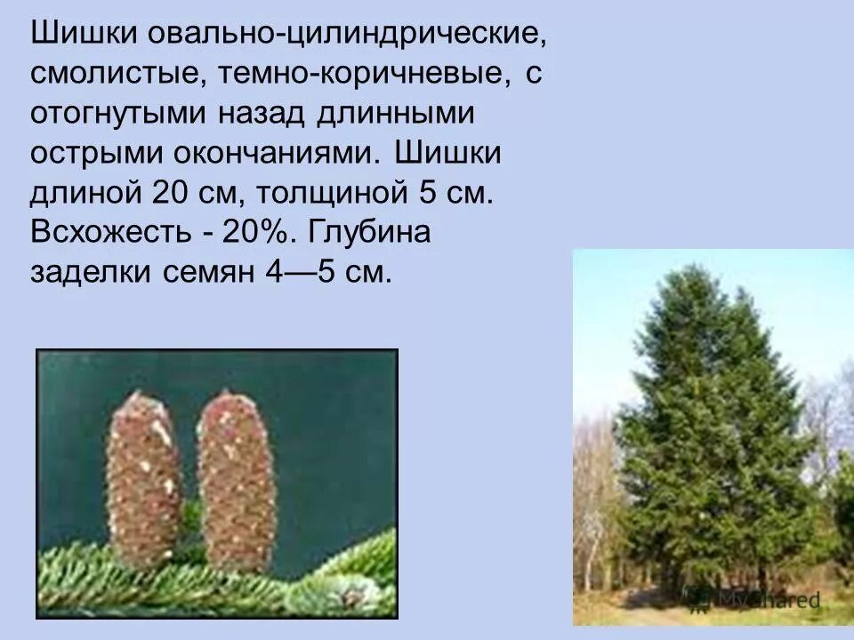 Описание шишек пихты фото - DelaDom.ru