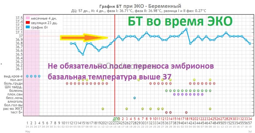 Базальная температура после переноса эмбриона при эко по дням схема. Базальная температура при имплантации эмбриона при эко по дням. Базальная температура после переноса эмбриона при эко. График базальной температуры при беременности эко. Ректальная температура тела