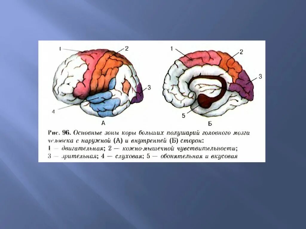 Зрительная зона коры больших полушарий фоторецепторы. Зоны больших полушарий головного мозга. Названия основных зон коры больших полушарий. Кожно-мышечная зона коры головного мозга. Основные зоны коры больших полушарий головного мозга.