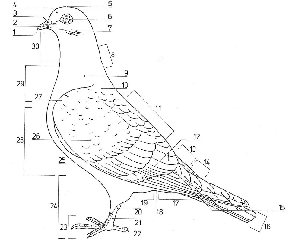 План внутреннего строения птиц. Внешнее строение птиц. Анатомическое строение птицы. Схема строения птицы. Строение птицы раскраска.