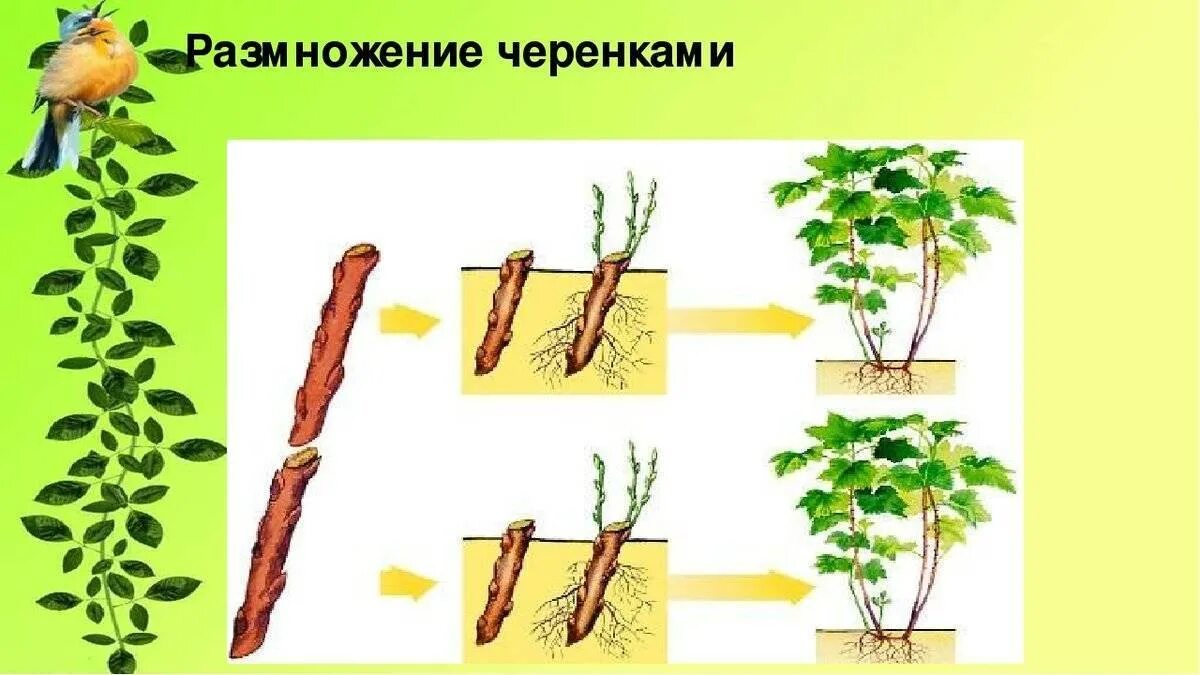 Питается размножается растет