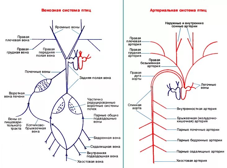 Вены и артерии схема. Кровеносная система артериальная система птицы. Схема кровеносной системы птицы артериальная система. Артериальная система схема артерий. Вены большого круга кровообращения схема.