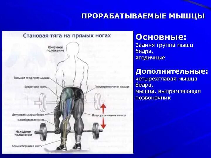 Становая какие мышцы. Становая тяга группы мышц. Становая тяга какие мышцы. Становая тяга схема мышц. Анатомия становой тяги.