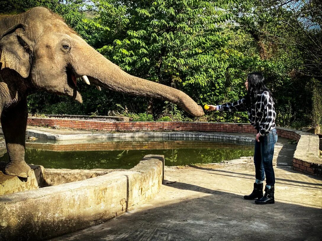 Где стоят слоны. Слон в зоопарке. Исламабадский зоопарк. Одинокий Слоненок. Камбоджа слоны.