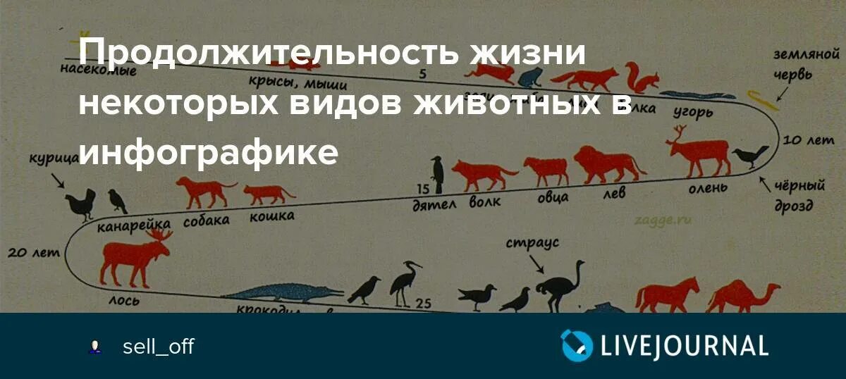 Сколько живут вариантов. Продолжительность жизни животных. Средняя Продолжительность жизни животных. Продолжительность жизни некоторых животных. Продолжение жизни животных.