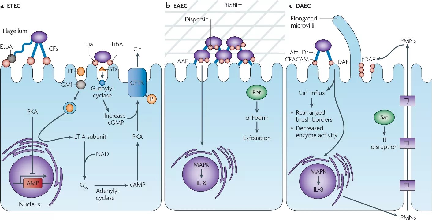 Coli sotwe. Escherichia coli патогенез. E coli патогенез. Жизненный цикл эшерихии коли. E. coli pathogenesis.