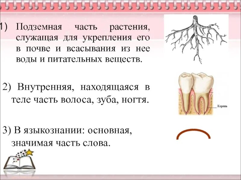 Корень зуба предложение. Предложение со словами корень зуба. Предложение со словом корень зуба. Корни зуба и корни дерева.