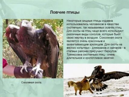 Происхождение птиц