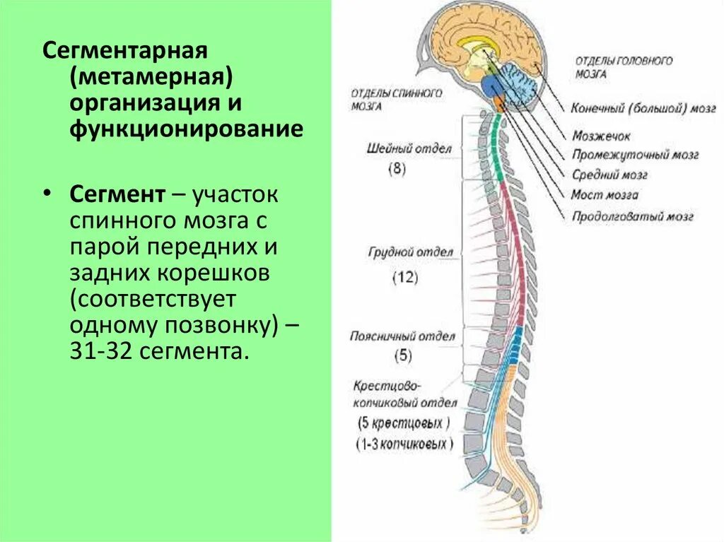 Защита спинного мозга обеспечение подвижности головы опора. Строение спинного мозга отделы. Отделы спинного мозга физиология. Отделы нервной системы строение и функции спинного мозга. S2-s4 сегментов спинного мозга.