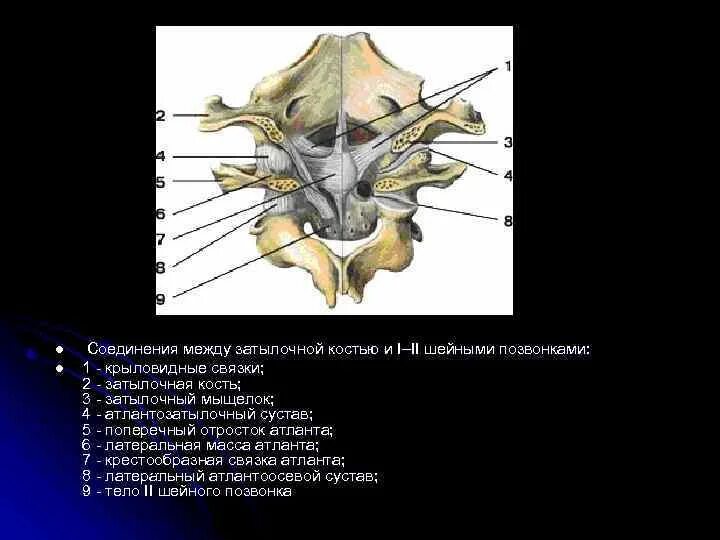 Сустав Атланта и затылочной кости. Атланто затылочный сустав анатомия. Соединение 1 и 2 шейных позвонков затылочной кости. Связки атланто затылочного сустава.