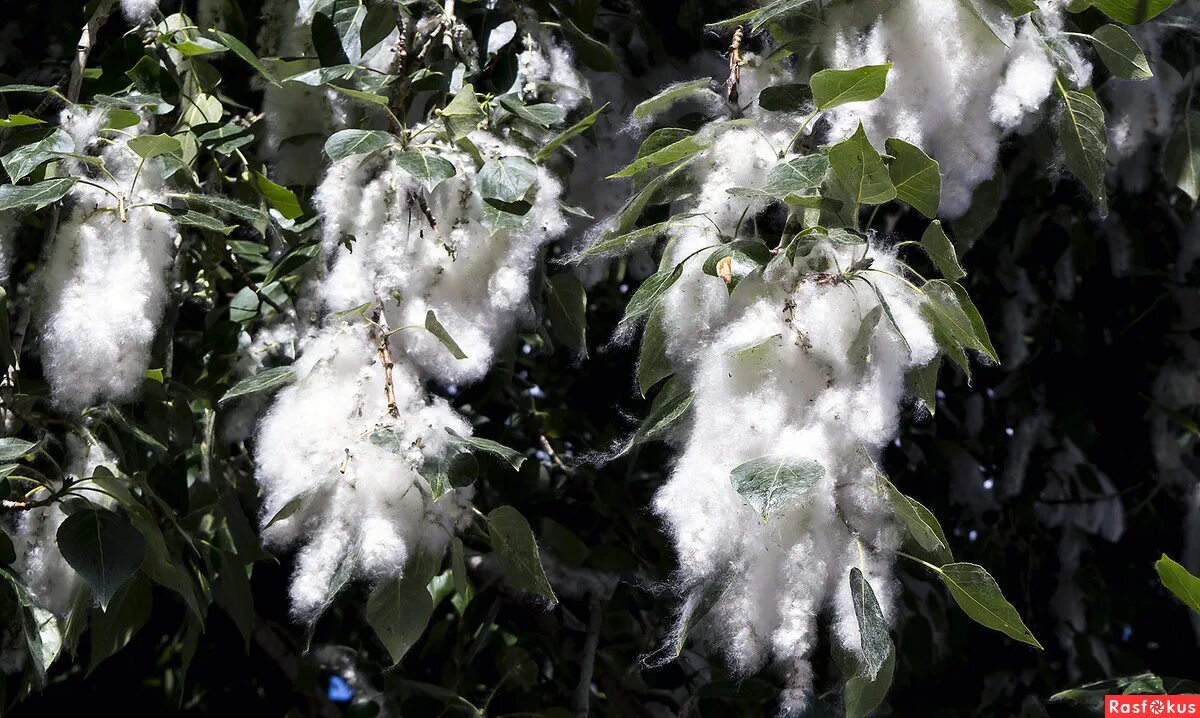 Пушистый снег. Снег что белый пух. Земля радостно встречала белый пух. Лепестки черемухи. Земля радостно встречала белый пух.