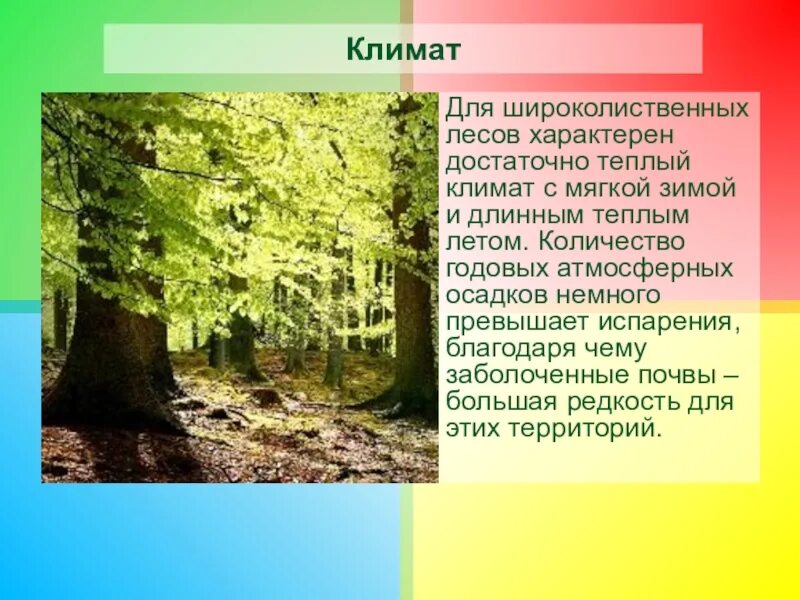 Природные особенности смешанных и широколиственных лесов. Смешанные и широколиственные леса климат. Широколиственный лес климат. Смешанные и широколиственные леса климат почва. Климат широколиственных лесов.