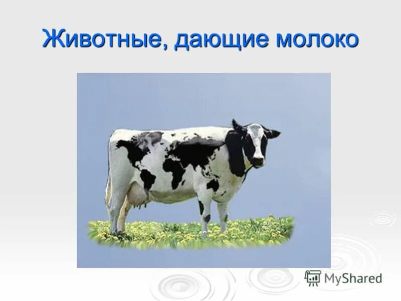 домашние животные корова коза. животное которое дает молоко. животные на к которые не дают молока. кто дает молоко. домашнее животное дающее молоко.