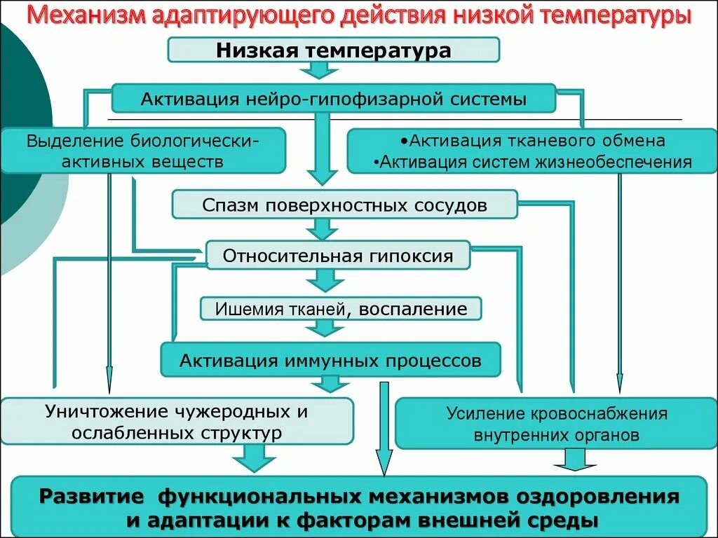 Адаптация к низкой температуре. Адаптация к действию низкой температуры. Адаптация человека к действию низкой температуры. Адаптация человека к температуре. Механизм действия низких температур.