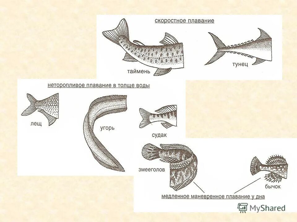 Передвижение рыб в воде
