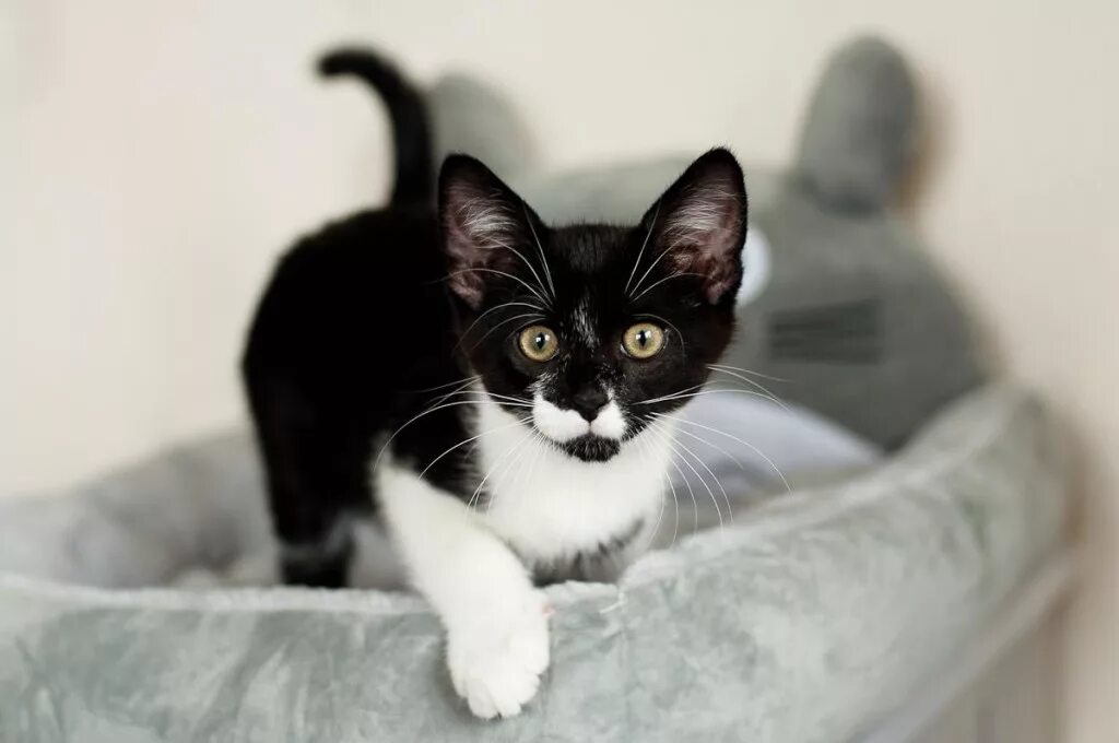 Черно белый котенок девочка. Котенок черно-белый. Котята чёрно белые. Черный и белый котенок. Черно белый кот.
