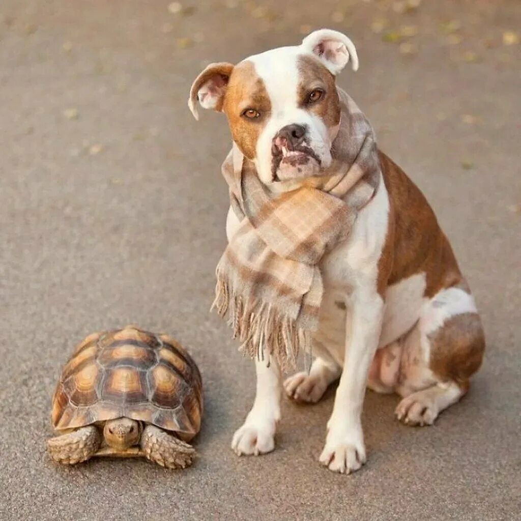 Черепаха собака. Черепаха собака. Кот, собака, черепаха. Щенок и черепашка. Прикольные домашние животные.