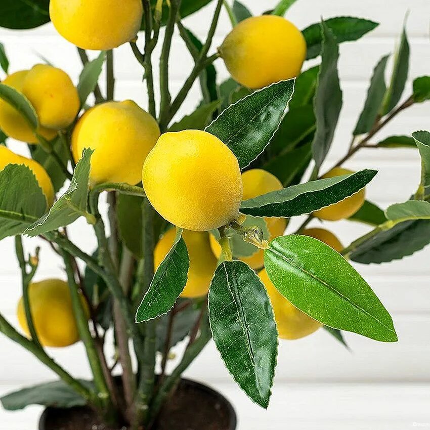 Купить лимон с доставкой. Икеа лимонное дерево. Лимон растение. Дерево лимона в горшке. Комнатный лимон.