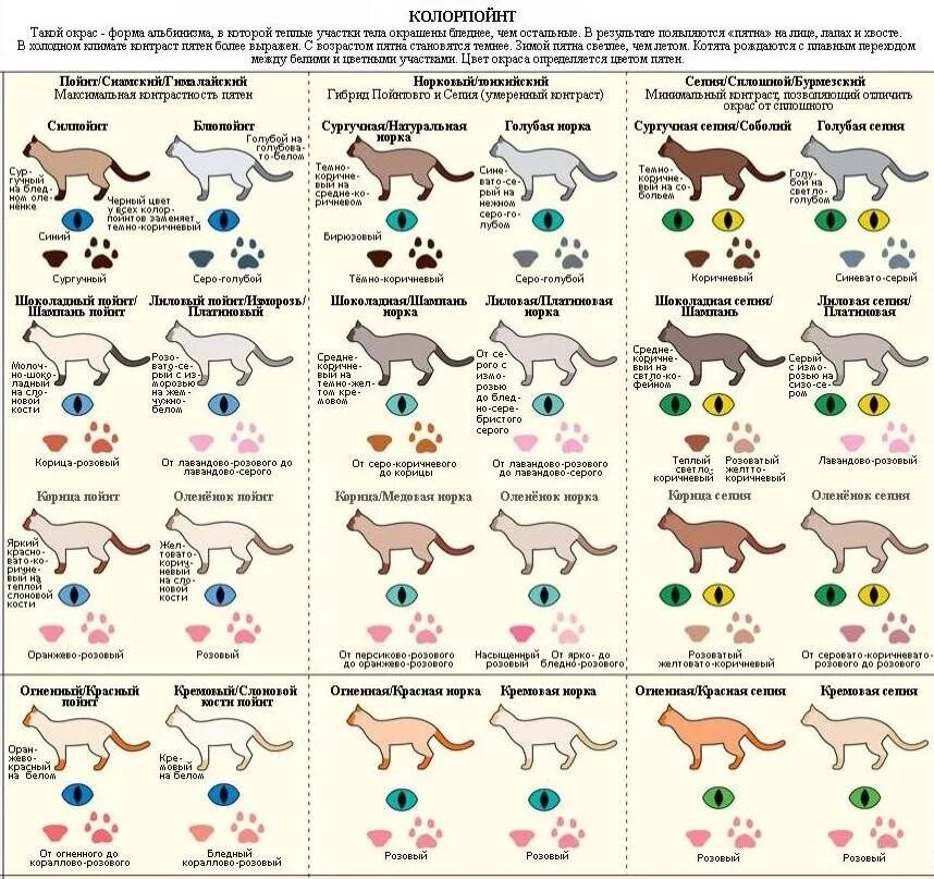Окрасы кошек таблица