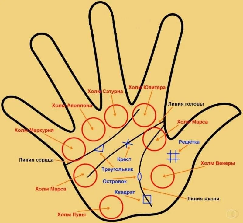 Хиромантия по руке значение. Рука хиромантия схема. Хиромантия линии на Холме Сатурна. Хиромантия бугор Сатурна. Холм Меркурия хиромантия.