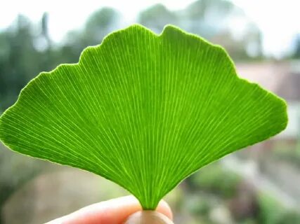 Ginkgo biloba leaves