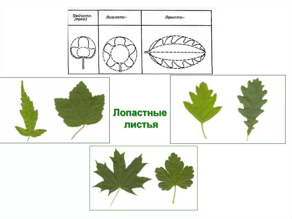 Перисто рассеченная форма листа. Пальчато лопастные листья. Форма листа клёна перисто лопастная. Листовая пластинка пальчато-лопастная. Форма листьев перисто-лопастная.