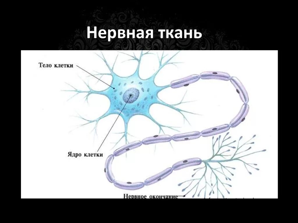 Вспомогательные нервные клетки. Нервная ткань. Tyhdyfz ткань. Клетки нервной ткани. Нервнаяные ткани.