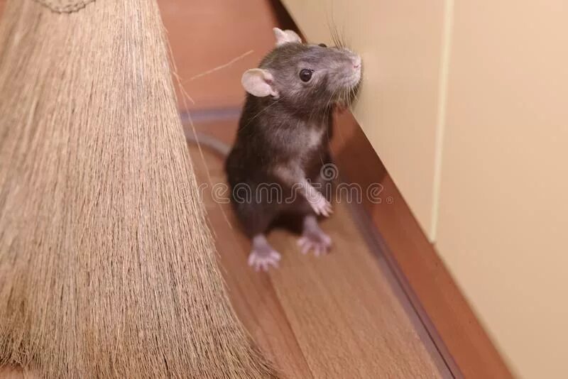 Hidden mouse